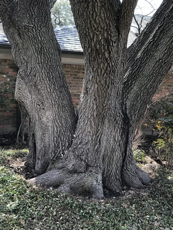 Mature heritage tree close to a Lottsburg property cared for by certified arborists